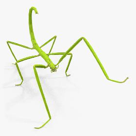 Stick Insect Green Rigged 3D model